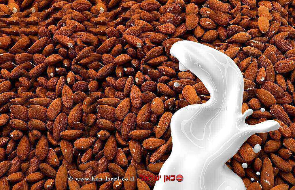 שקדים עם חלב | עיבוד: שולי סונגו ©