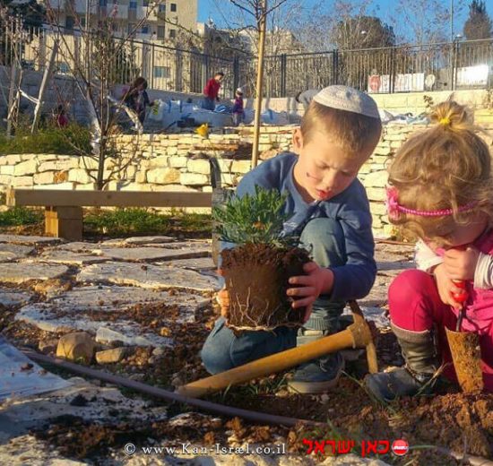 נטיעות בגינה הקהילתית בשכונת עיר גנים בירושלים, טו בשבט